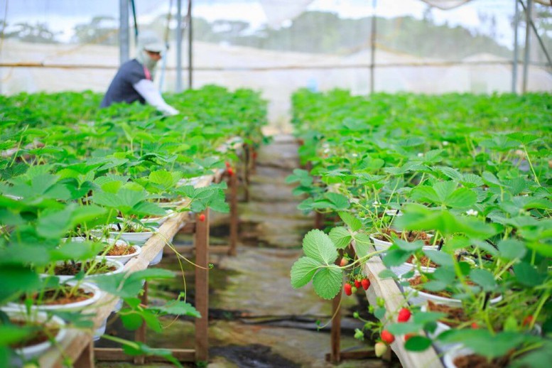 Thúc đẩy hợp tác nông nghiệp ASEAN